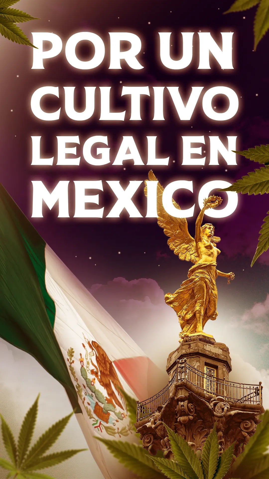 Por Un Cultivo Legal En Mexico como cultivar cannabis legalmente en mexico como tramitar una amparo para cannabis apoyo legislativo en cultivo