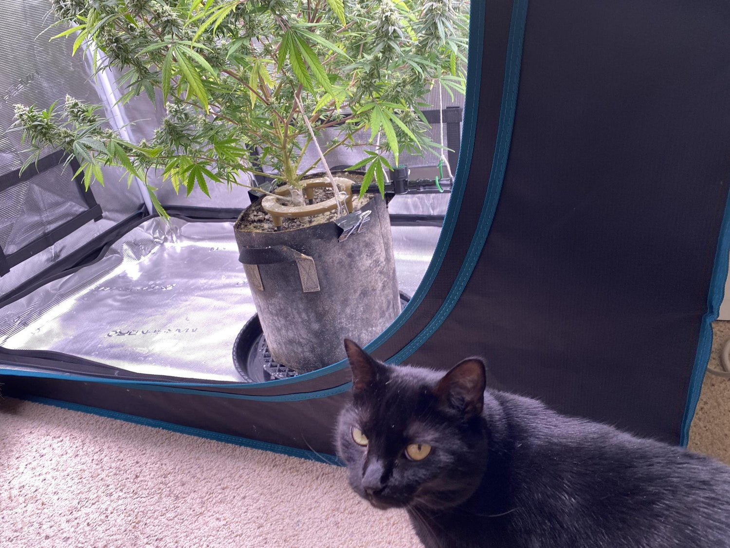 cultiva en casa con border grower, todo lo que necesitas para empezar tu cultivo cannabico 100 por ciento legal, cultivo indoor y outdoor nutrientes y accesorios para todas tus necesidades en agricultura urbana