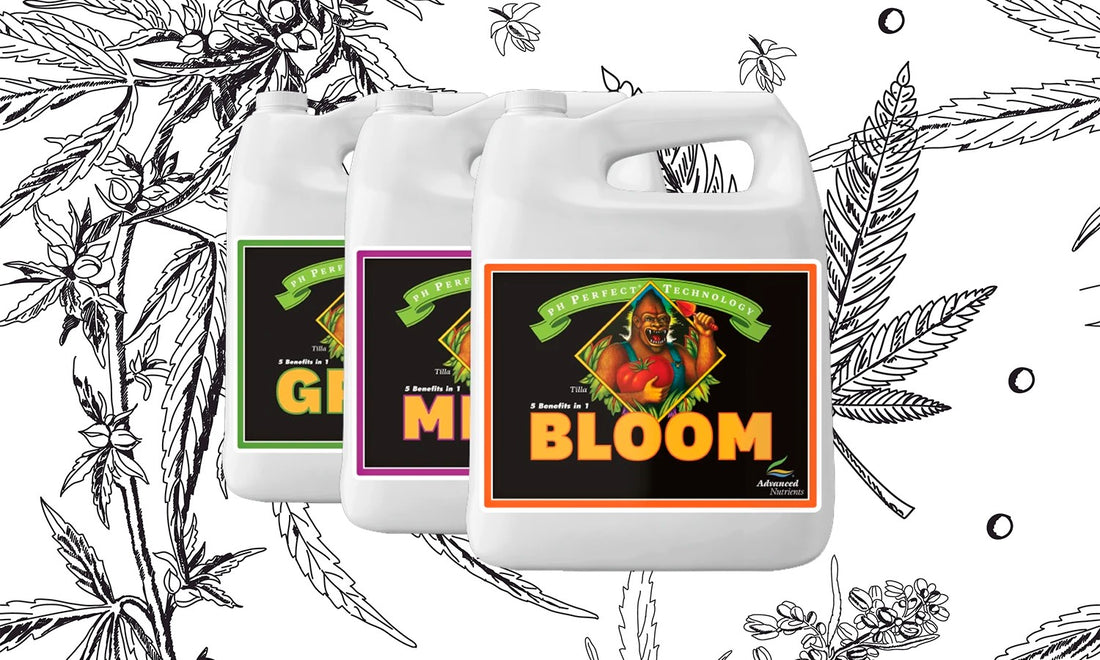 pH Perfect - Grow, Micro, Bloom - La triada de Advanced Nutrients que elevará tu cultivo