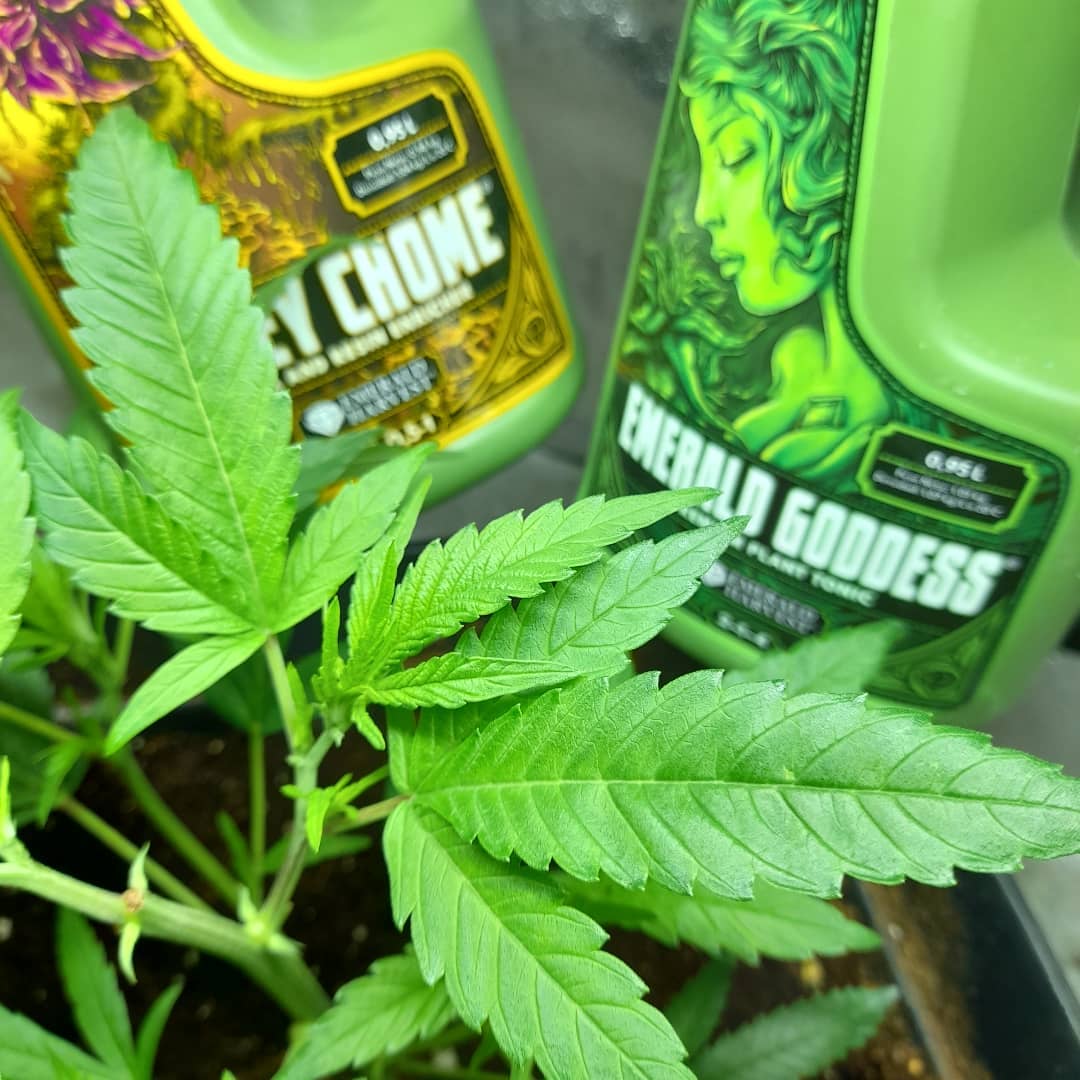 Fertilizantes Emerald Harvest Como usar tablas de nutricion de emeraldharvest en español calipro grow honey chome king kola calendarios de cultivo
