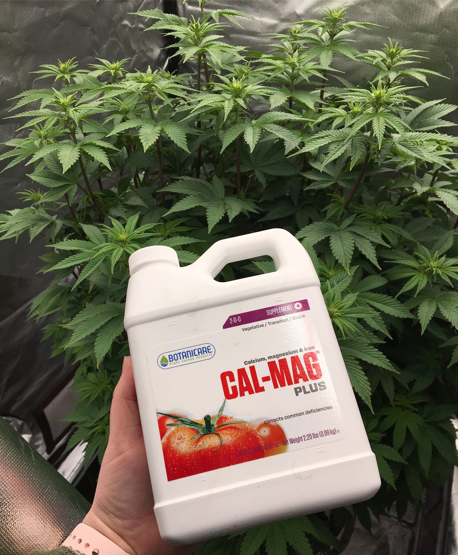 CALMAG+ suplemento maestro de BOTANICARE, calmag+ es uno de los productos más utilizados en la industria cannabica e hidropónica en la actualidad