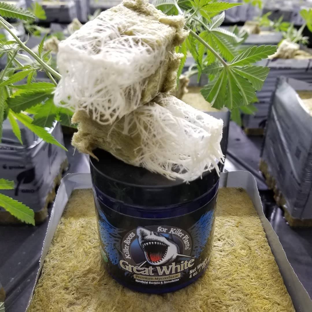 Mira como usar las micorrizas de Great White en tu cultivo favorito