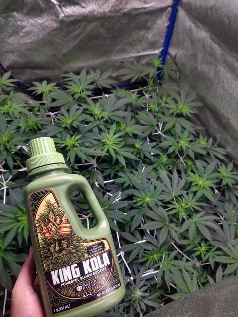 Emerald Harvest King Kola aditivo floración para cultivo indoor profesional