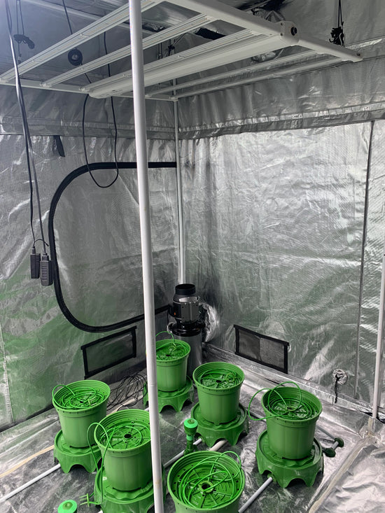 sistema de cultivo DWC dentro de un cuarto de cultivo con barra de luces led para cultivo de interior