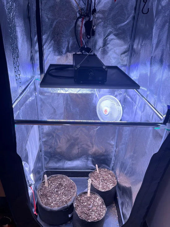 armario de cultivo con macetas y cannabis en germinacion luz quantum board y ventilacion de clip fan